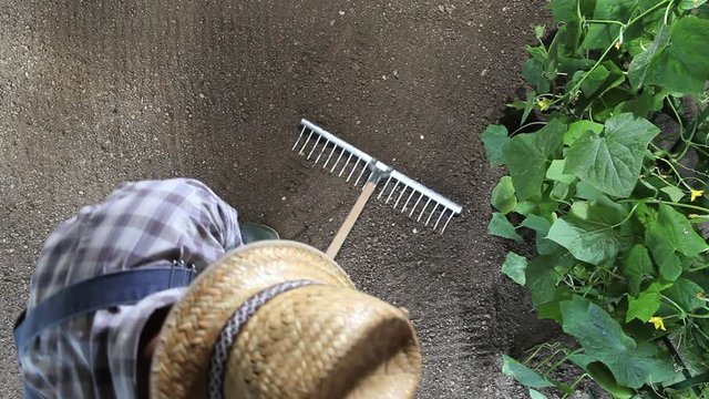 man farmer working with rake in vegetable garden, raking the soil near a cucumber plant, top view and copy space template