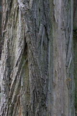 Background / Texture of tree bark