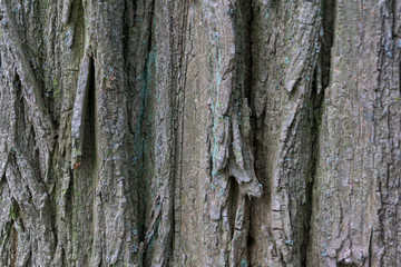 Fototapeta premium Background / Texture of tree bark