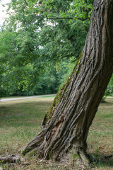 Old crooked tree in a park