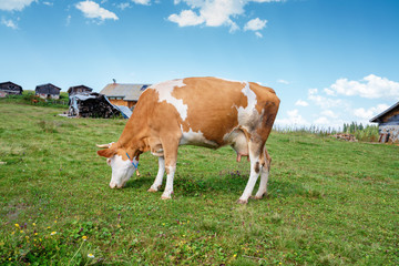 Fototapeta na wymiar Brown cow grazing on green meadow.Agriculture concept