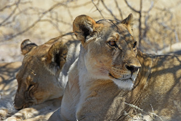 Löwen (panthera leo) im Etosha Nationalpark (Namibia)