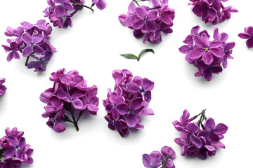 Fototapeta na wymiar Beautiful blossoming lilac on white background