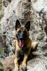 Belgian shepherd on the rock