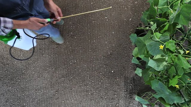 man farmer working in vegetable garden, pesticide sprays on plants, top view and copy space template
