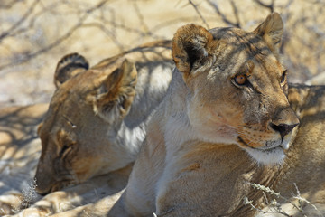 Fototapeta na wymiar Löwen (panthera leo) im Etosha Nationalpark (Namibia)