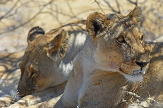 Löwen (panthera leo) im Etosha Nationalpark (Namibia)
