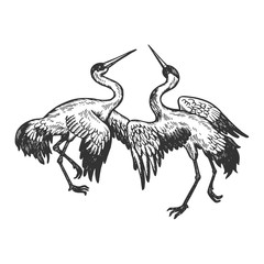 Dancing storks birds animal engraving vector illustration. Scratch board style imitation. Black and white hand drawn image.