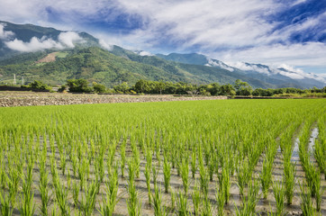 Fototapeta na wymiar green rice farm