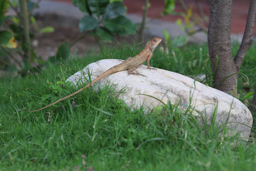 Lizard on stone