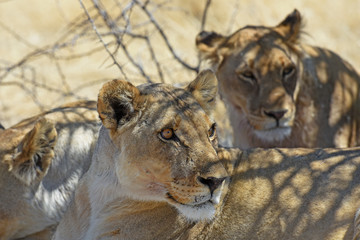 Löwen (panthera leo) im Etosha Nationalpark (Namibia)