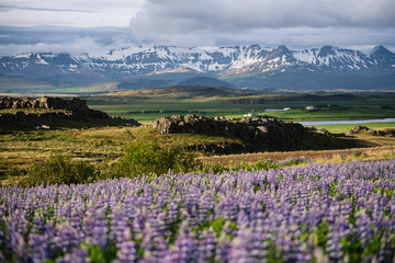 Fototapeta na wymiar Iceland landscape with blooming lupine and mountains