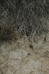 Close up of a dried bush