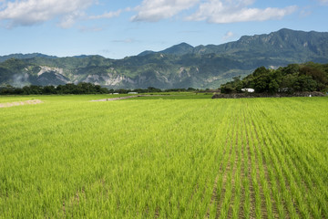 green paddy farm
