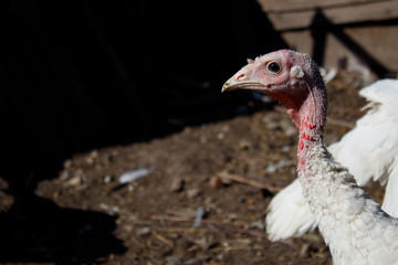 turkey at the farm agriculture bird head closeup