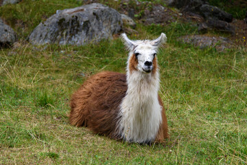 Obraz premium Llama sitted on the grass