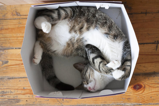 Смешной кот спит в картонной коробке