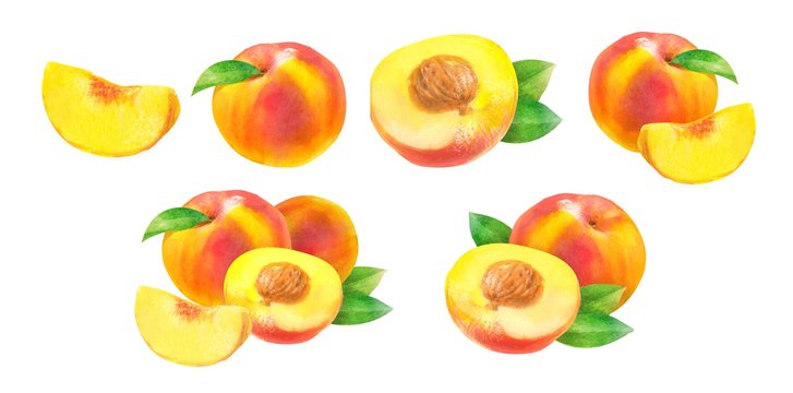 peaches \ nectarines, watercolor hand-drawn drawing of a fruits, isolated illustration on a white background