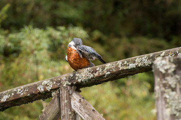 Ringed kingfisher hiding his beak under the wing