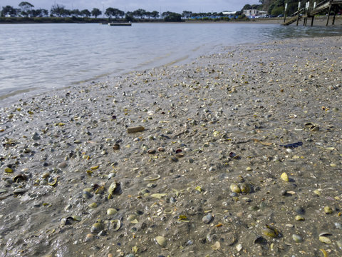 pipis on New Zealand beach 