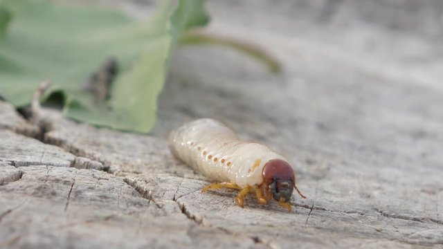 Larva of Scapteriscus The parasite that spoils root crops creeps away Mole crickets