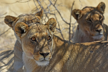 Löwen (panthera leo) im Etosha Nationalpark (Namibia)