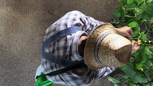 man farmer working in vegetable garden, take care a plants of cucumber, top view and copy space template