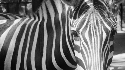 Fototapeta na wymiar zebra in a zoo. animals from Africa. wild nature. 