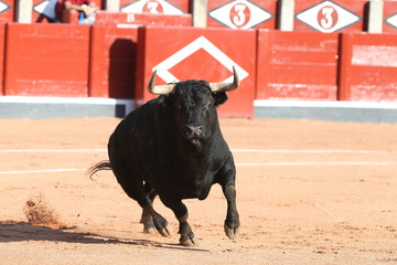 Toro bravo en la plaza