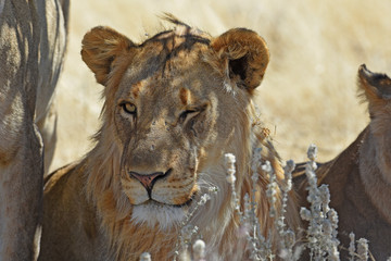 junges Löwenmännchen (panthera leo) im Etosha Nationalpark (Namibia)