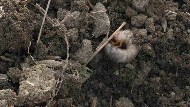 The farmer, when cultivating the soil, discovered the parasite Larvae of Mole crickets
