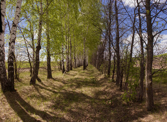 Birch alley