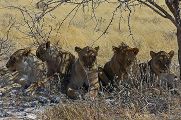 Löwen (panthera leo) im Etosha Nationalpark (Namibia)