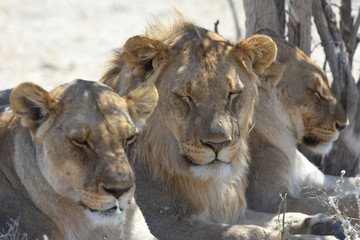Löwen (panthera leo) im Etosha Nationalpark (Namibia)