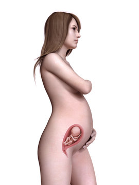 3d rendered medically accurate illustration of a pregnant women week 24