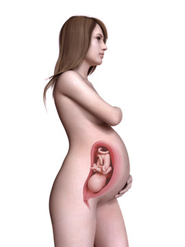 3d rendered medically accurate illustration of a pregnant women week 33