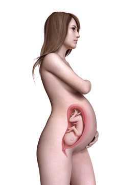 3d rendered medically accurate illustration of a pregnant women week 34