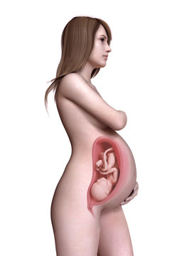 3d rendered medically accurate illustration of a pregnant women week 38