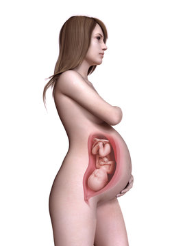 3d rendered medically accurate illustration of a pregnant women week 40