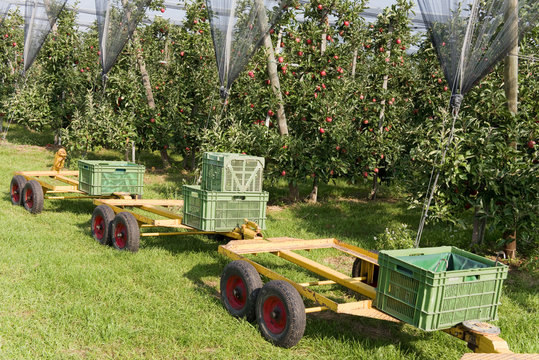 Äpfel, Apfelernte, Apfelkisten Landwirtschaft