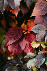 Obraz premium Colorful Autumn Wild Grape Background. Abstract Purple, Green, Red and Orange Autumn Leaves Background.