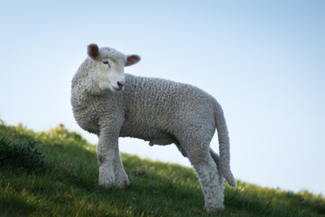 Baby lamb on the green hills