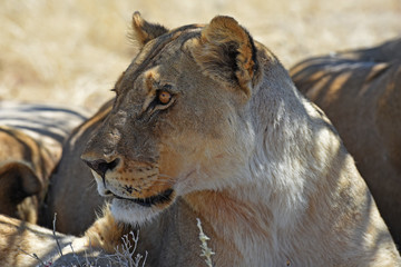 Fototapeta na wymiar Löwenweibchen (panthera leo) im Etosha Nationalpark (Namibia)