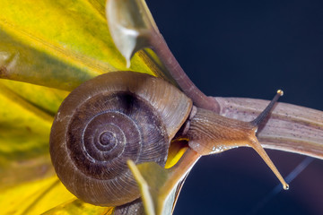 Snail on yellow leaf