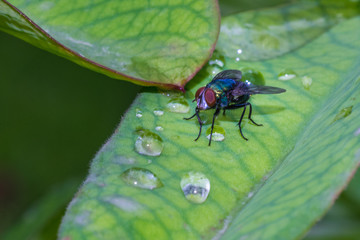 Bright blue and green fly with red eyes on a leaf with dew drops