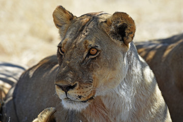 Löwenweibchen (panthera leo) im Etosha Nationalpark (Namibia)