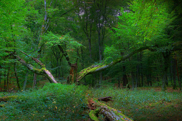 Dzikość Lasu  © Wojciech Lisiński