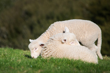 Obraz premium Baby Lambs playing in the green hills