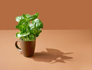 coffee plant in a brown cup