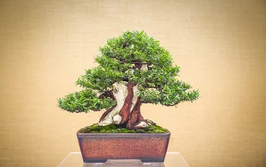 Fotobehang elegant antique bonsai on yellow background © Brother's Art